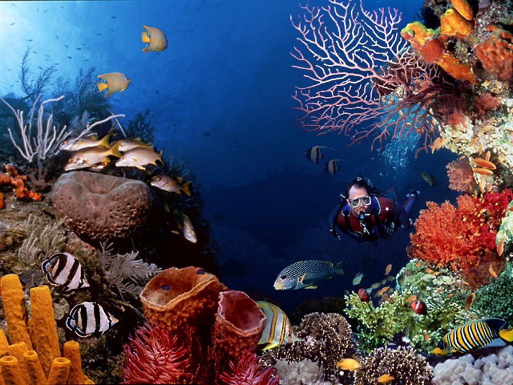 El Canonero Diving Beach Resort Puerto Galera Dış mekan fotoğraf